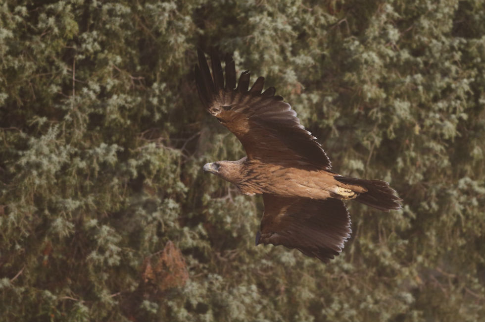 Imagen 14 de la galería de Águila Imperial - Imperial eagle